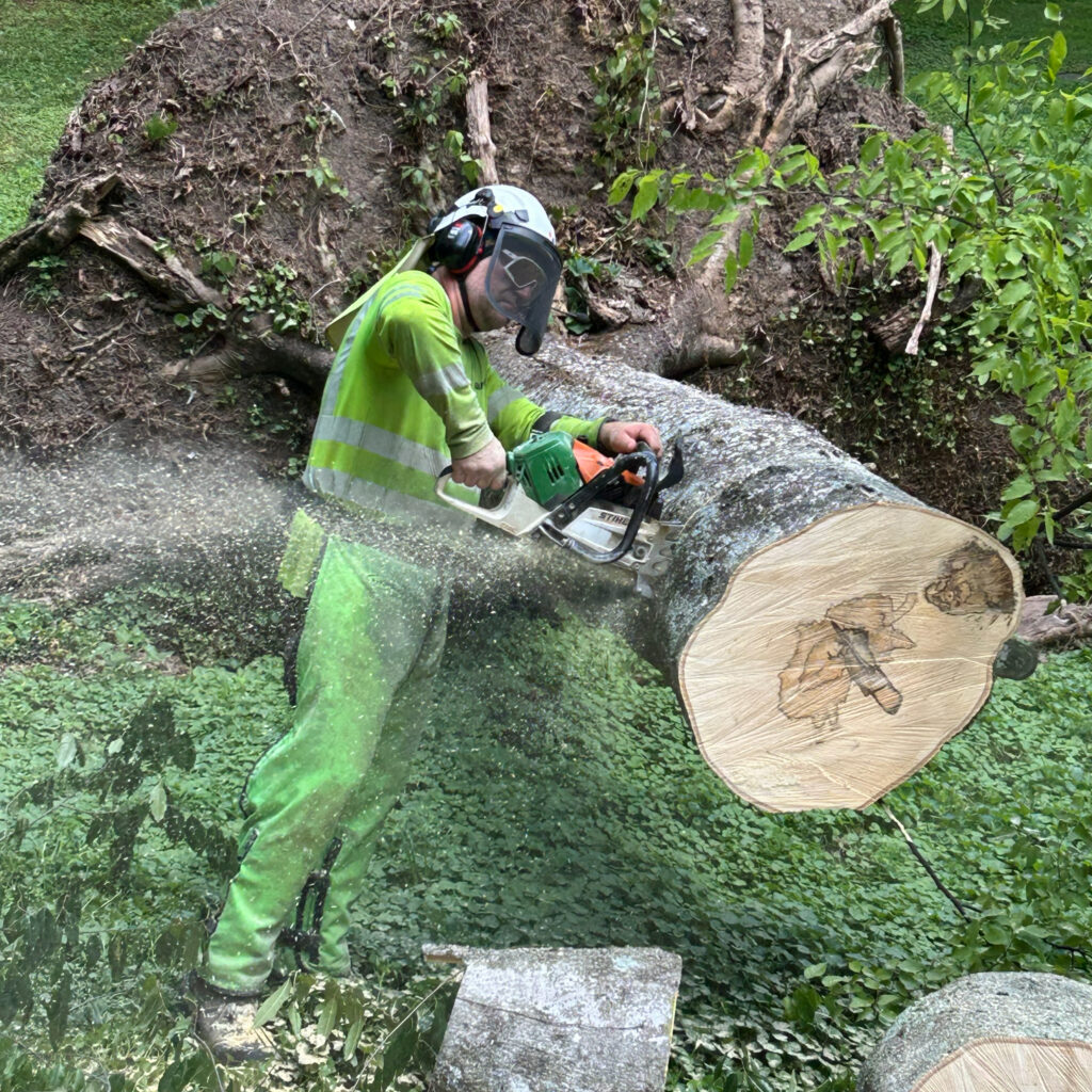 Person wearing helmet, protective eyewear, and gloves while operating chainsaw.