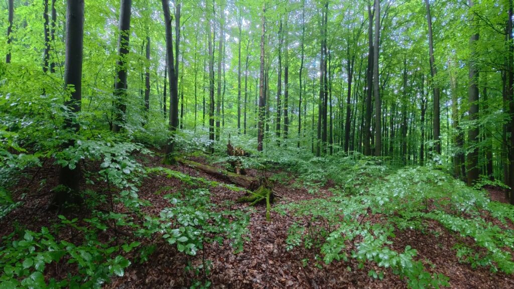 Trees and plants grow in forest.