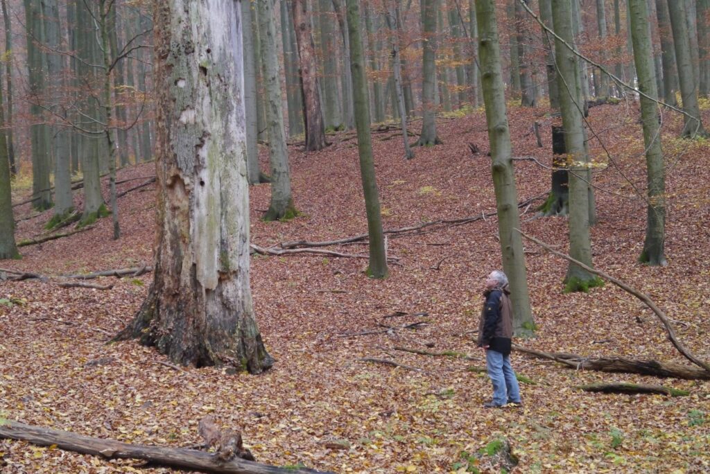 Person looks up at tree in a forest.