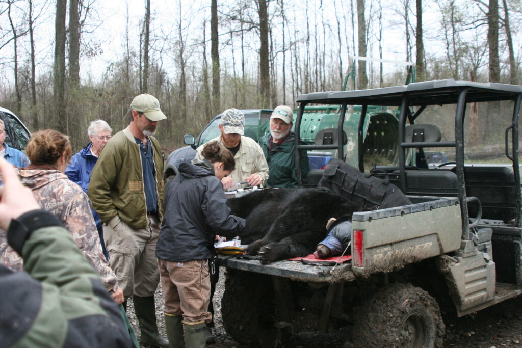 Eight people stand around a utility task vehicle holding a black bear.