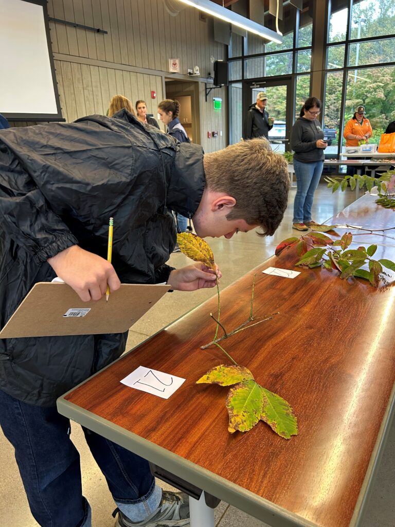 A person bends to look at a leaf on a table in the UT Arboretum Auditorium.